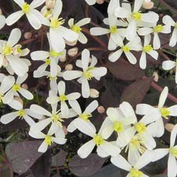 Clematis recta 'Purpurea'